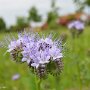 Sendrazice-Kolin-Milovice-33