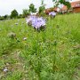 Sendrazice-Kolin-Milovice-34