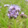 Sendrazice-Kolin-Milovice-35