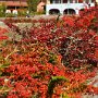 Sumava-Dolni-Jilovice-39