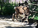 ZOO_Letiste_005