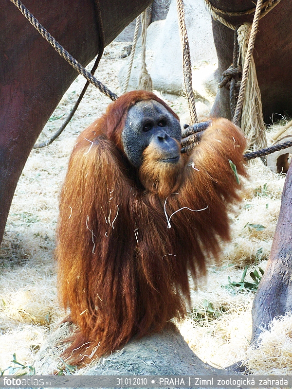 ZOO_Praha_06.JPG