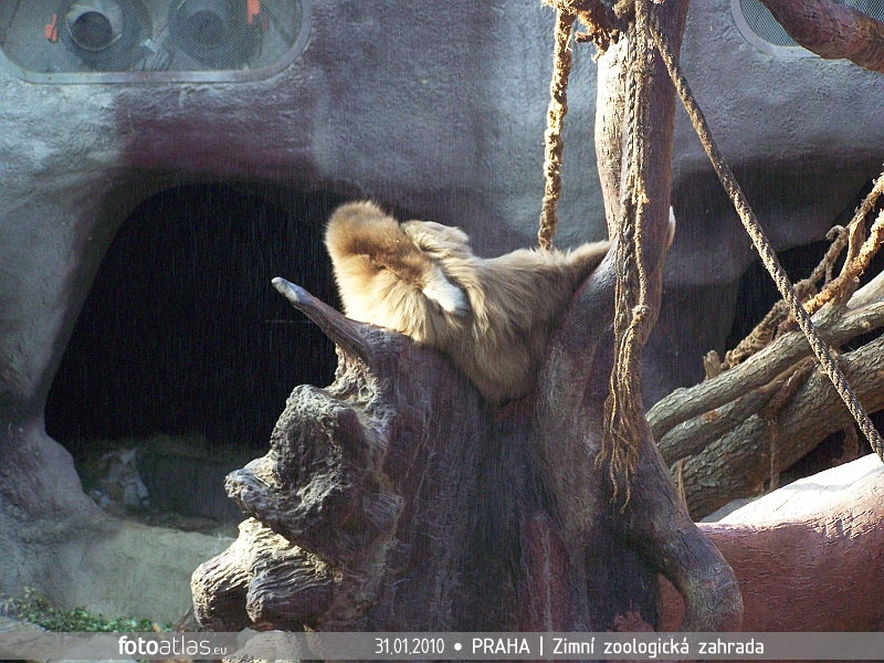 ZOO_Praha_08.JPG