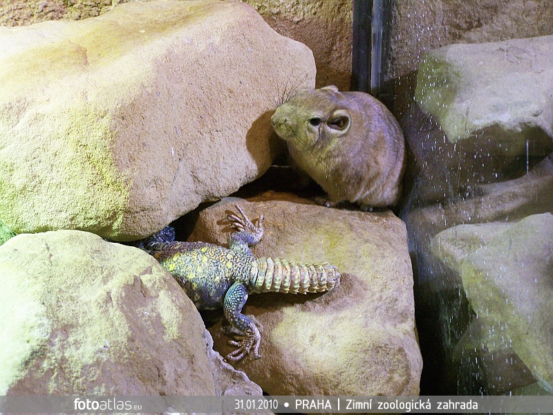 ZOO_Praha_24.JPG