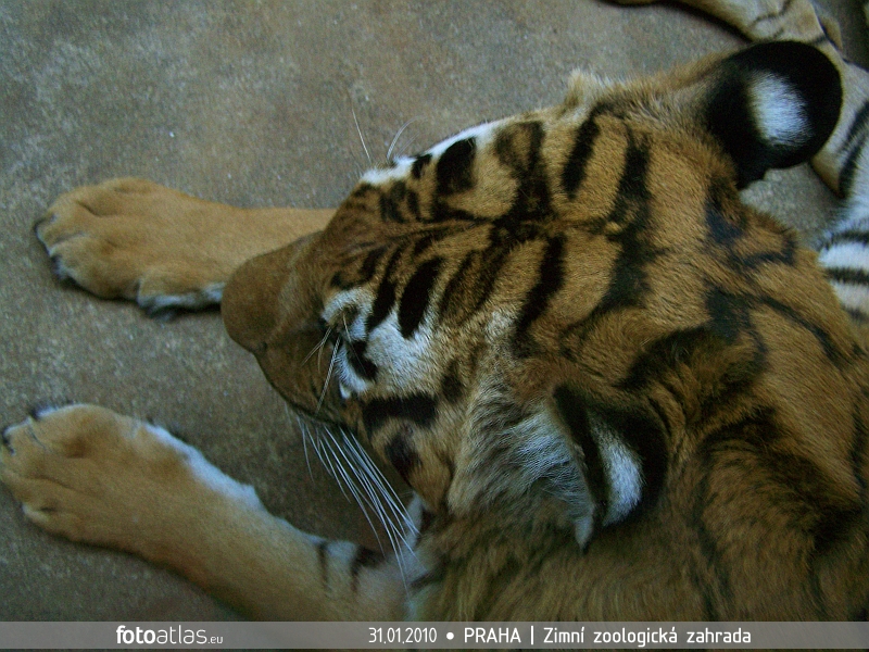 ZOO_Praha_33.JPG