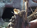 ZOO_Praha_08