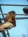 ZOO_Praha_10