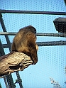 ZOO_Praha_10