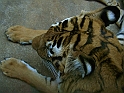 ZOO_Praha_33