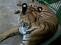 ZOO_Praha_34