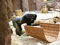 ZOO_Praha_38