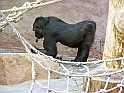 ZOO_Praha_39