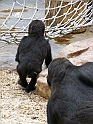 ZOO_Praha_44