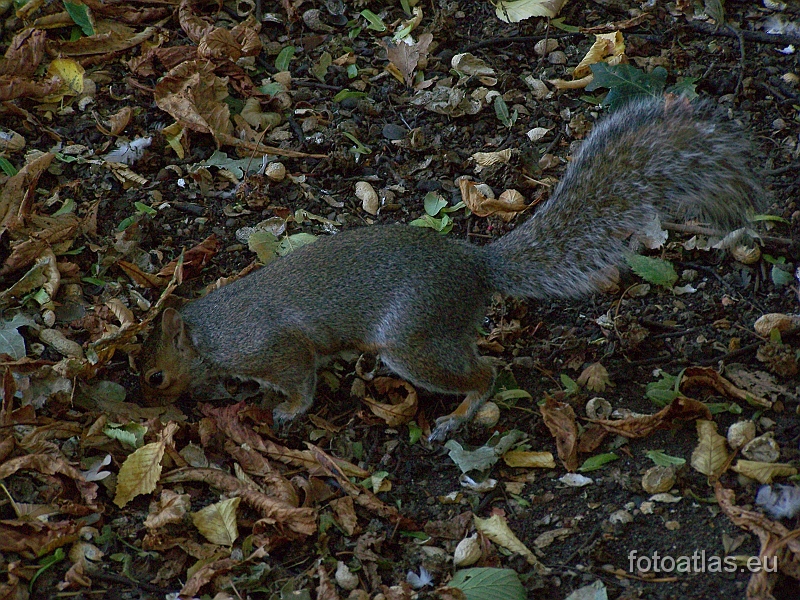 London_20090904_090.jpg