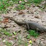 Sri-Lanka-045