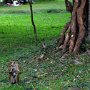 Sri-Lanka-046