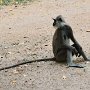 Sri-Lanka-050