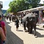 Sri-Lanka-249