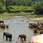 Sri-Lanka-255