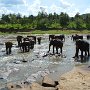 Sri-Lanka-263
