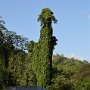 Sri-Lanka-281