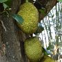 Sri-Lanka-284