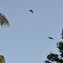 Sri-Lanka-296