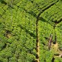 Sri-Lanka-310