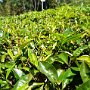 Sri-Lanka-313