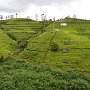 Sri-Lanka-324