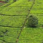 Sri-Lanka-325