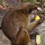 Sri-Lanka-366