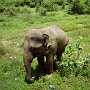 Sri-Lanka-368