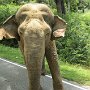 Sri-Lanka-369
