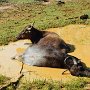 Sri-Lanka-377