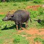 Sri-Lanka-379