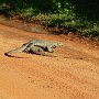Sri-Lanka-382