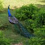 Sri-Lanka-384