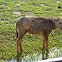 Sri-Lanka-387