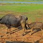 Sri-Lanka-388