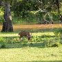 Sri-Lanka-390