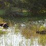 Sri-Lanka-391