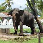 Sri-Lanka-399